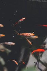 Fototapeta premium koi fish swimming in the pond