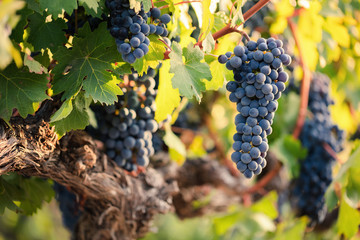 Bunches of red wine grapes on old vine in sunset lighting