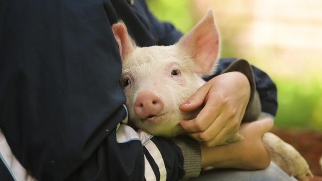 stroking a little pig on his hands
