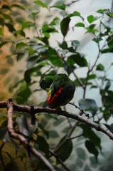 Green Colorful Bird (Vernal Hanging Parrot)
