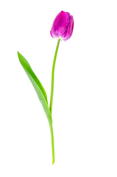 Single burgundy tulip on white background. Photo