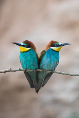 Arıkuşu » European Bee-eater » Merops apiaster