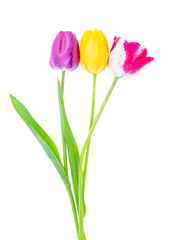 Yellow and variegated tulips on white background