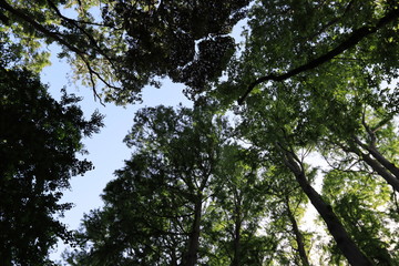 Forest trees looking up from below