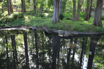 Forest trees and water reflection