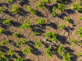 On the farmland, a farmer plows an agricultural field in an orchard with fruit trees growth in . Agricultural work . Aerial top view