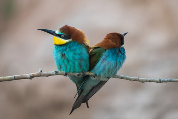 Arıkuşu » European Bee-eater » Merops apiaster