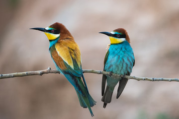 Arıkuşu » European Bee-eater » Merops apiaster