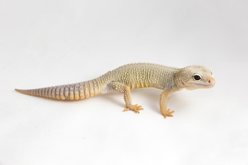 Eublepharis macularius - a juvenile albino Leopard gecko, isolated on a white background. The young, friendly looking reptile seems to be smiling a bit. 