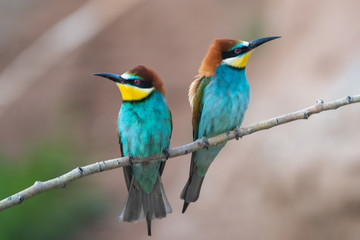 Arıkuşu » European Bee-eater » Merops apiaster