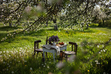 romantic dinner outdoors  in the blooming apple garden