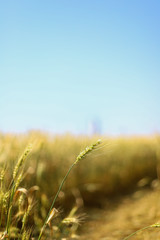 Fototapeta premium field of wheat