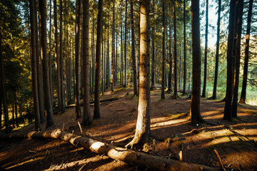 Beautiful forest with trees lit by the sun