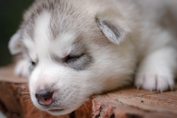 Fototapeta premium One Little cute puppy of Siberian husky dog outdoors