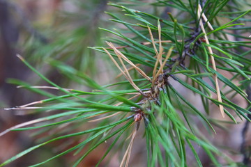 Pine tree branch 