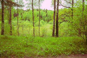 forest in spring