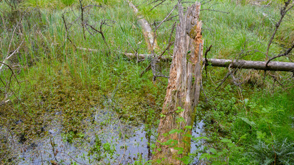 powalone drzewa nad wodą © Mariusz Sowula