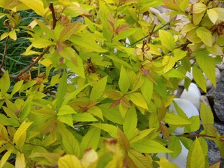 spirea Japanese golden flame young bright leaves