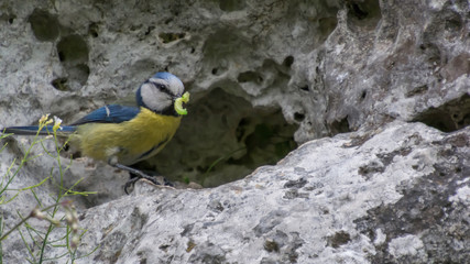 Sikorka Modra © Mariusz Sowula