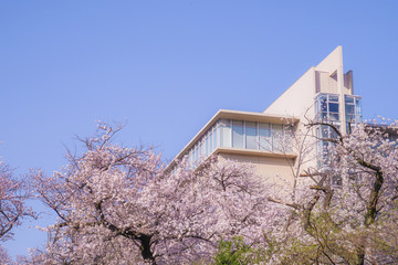 東京都市ヶ谷の桜と街並み