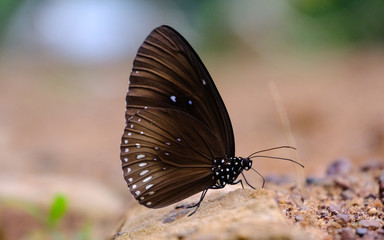 Butterfly on park