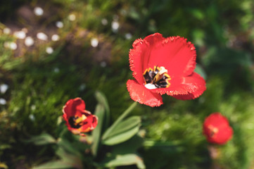 Obraz premium Red opened tulips on a background of green foliage