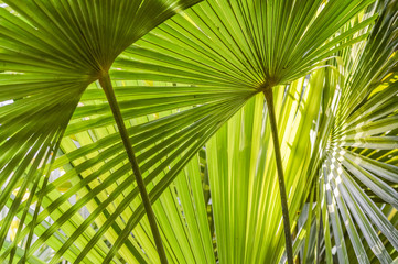 Obraz na płótnie Canvas Green palm tree leaves macro backlit with shadows background