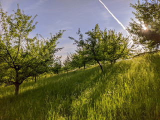 Rural scene of orchard on green hillside at sunset