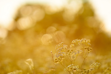 Cow Parsley, Anthriscus sylvestris during sunset in Sweden