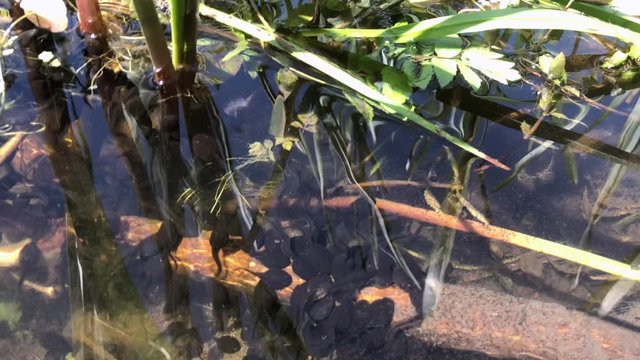 Large number of tadpoles eating larvae in a natural pond
