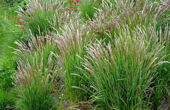 decorative tufts, which he creates from narrow, deep green leaves, above which creamy white laths with thin, twisted thistles stand out effectively. Ornamental grass grows to a height of 90 cm, blooms