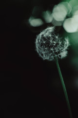air dandelion against a dark background