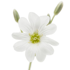 White flower of Cerastium, isolated on white background