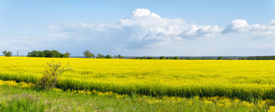 Panorama of a beautiful rapeseed field, illuminated by the bright sun, against a background of trees and a cloudy sky.