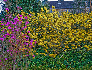 Hamamelis x intermedia Pallida and Rhododendron dauricum Midwinter in a country garden