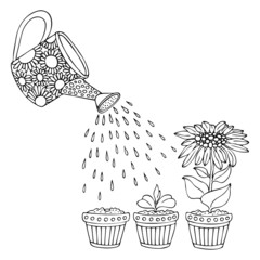 Sunflower. Hand drawn picture showing how the plant grows gradually. Vector gardening illustration, step to grow flowers, plant growth sequence. Sketch for anti stress adult coloring page. © Keiti