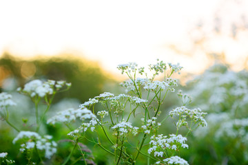 Cow Parsley with sunrise in the background