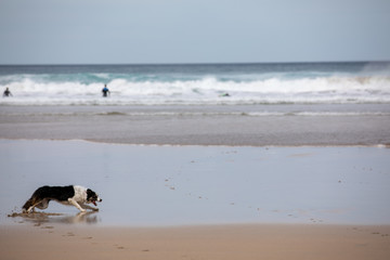 dog running on beach