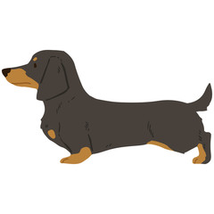 Flat colored black & tan smooth haired Dachshund in side view