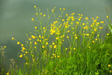 Fototapeta na wymiar Yellow flowers in summer meadow Spring background with beautiful yellow flowers. 