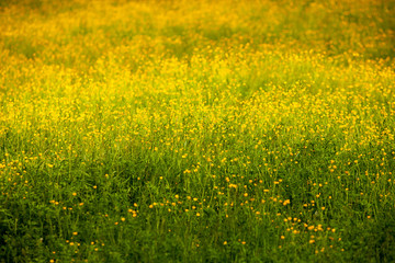 Yellow flowers in summer meadow Spring background with beautiful yellow flowers. 