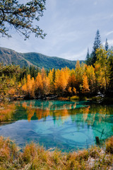 Fototapeta na wymiar Blue geyser lake during golden autumn season in Altai, Siberia, Russia.