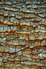 Eichen Rinde Struktur