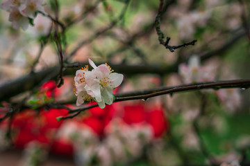 Spring, May pink, white flowers, apple orchard, trees bloom on a blurry background of green grass and rain in cloudy weather. Blooming background with copy space and tabs for text.