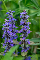Obraz premium Blue forest flower blooming in spring meadow