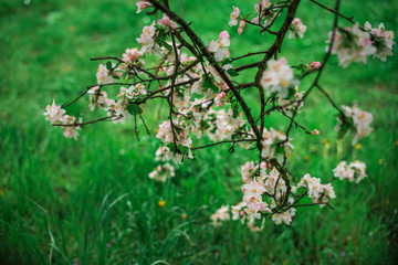 Spring, May pink, white flowers, apple orchard, trees bloom on a blurry background of green grass and rain in cloudy weather. Blooming background with copy space and tabs for text.