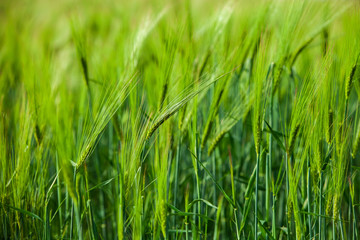 Green wheat field and sunny day. Green Wheat Head in Cultivated Agricultural Field