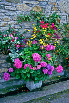 Colourful display of flowering Containers and Wall Baskets in a cottage garden