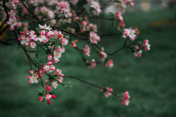 Spring, May pink, white flowers, apple orchard, trees bloom on a blurry background of green grass and rain in cloudy weather. Blooming background with copy space and tabs for text.