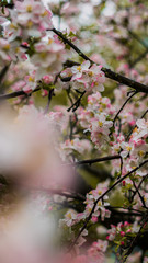 Spring, May pink, white flowers, apple orchard, trees bloom on a blurry background of green grass and rain in cloudy weather. Blooming background with copy space and tabs for text.